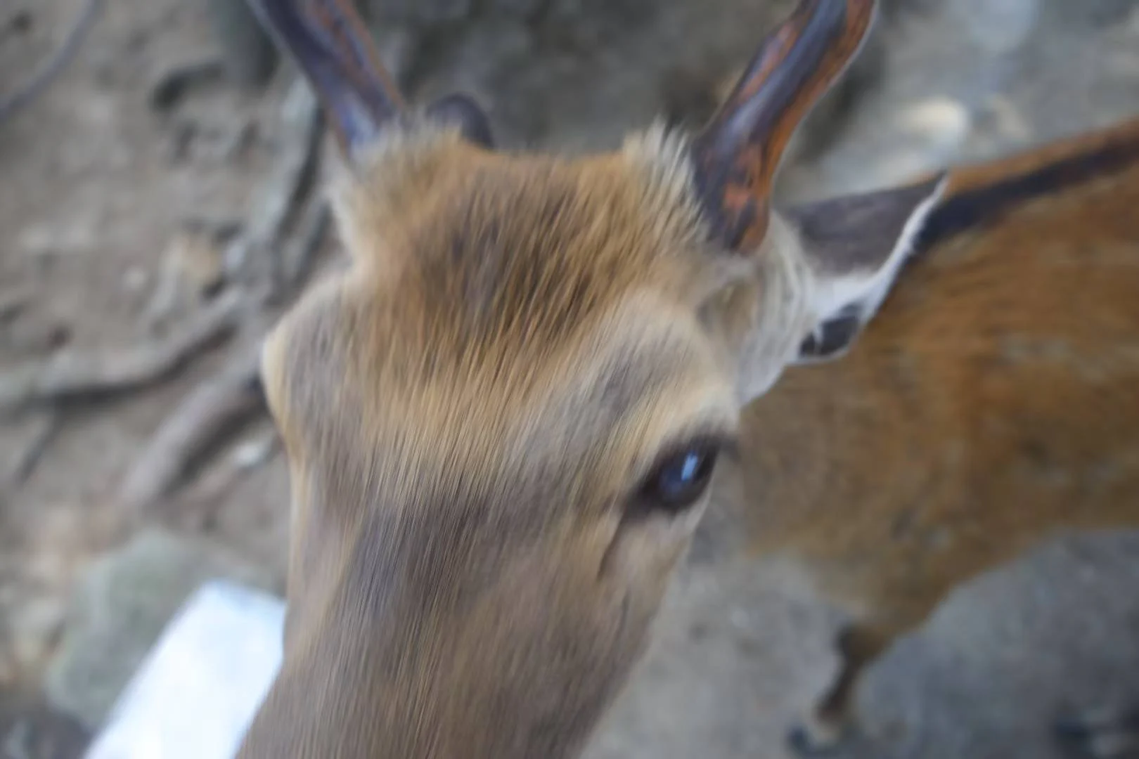 [苦涩][苦涩][苦涩] 这辈子都没被这么多🦌咬过 看...的配图 4