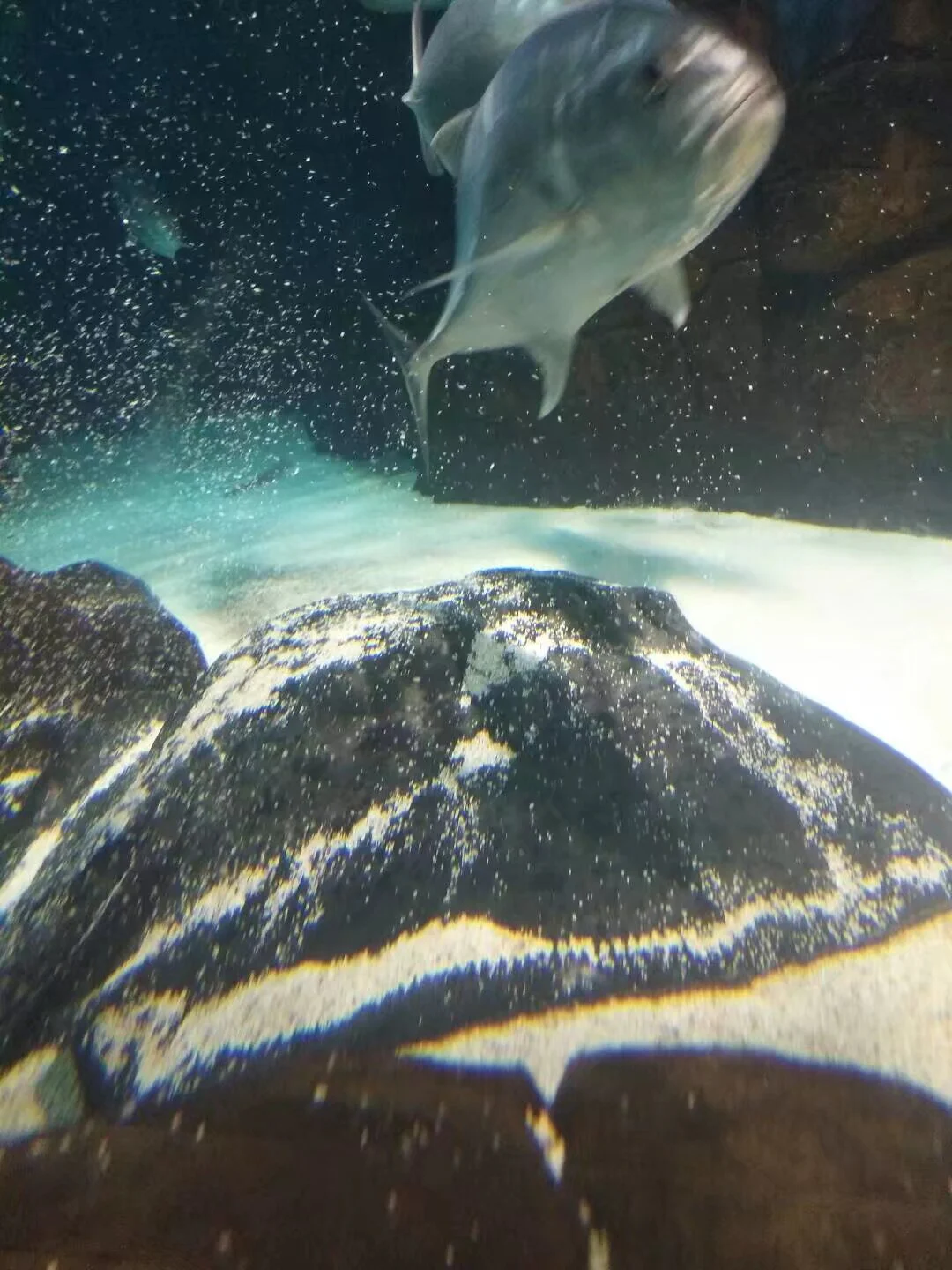 海洋水族馆的配图 6