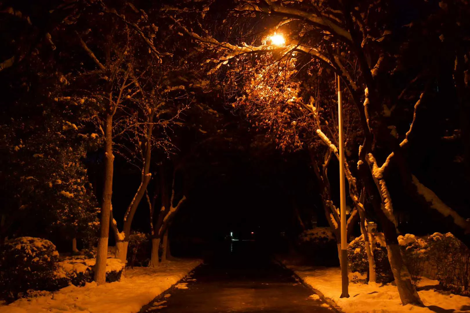 《雪之樱》 40mm f5 ISO16000 1_100s的配图 1