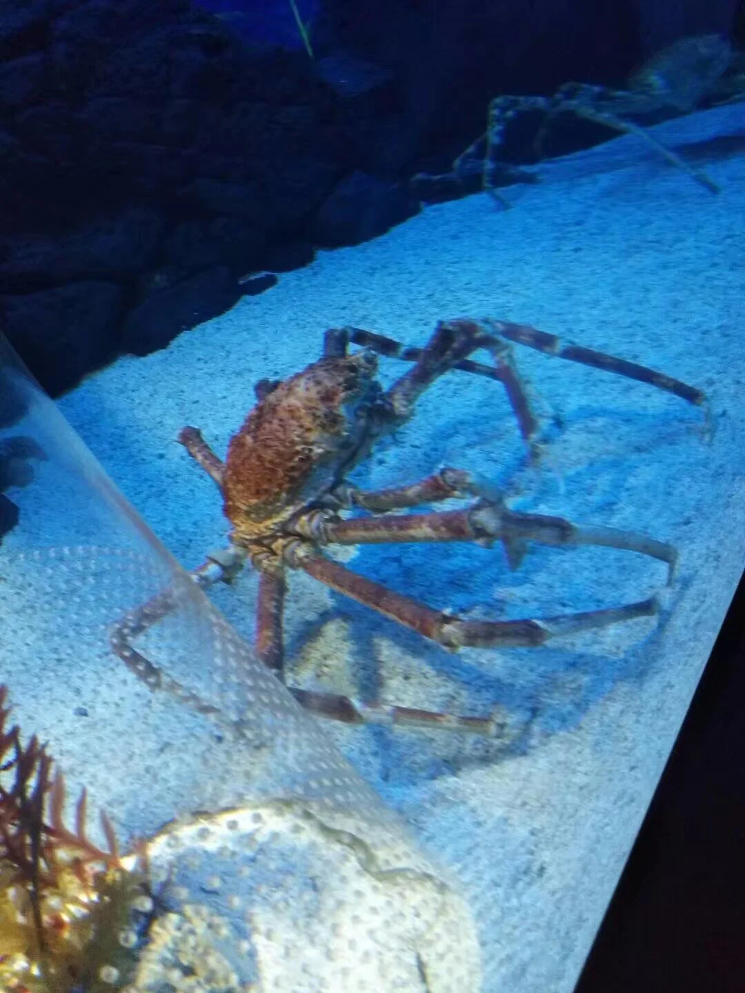 海洋水族馆的配图 2