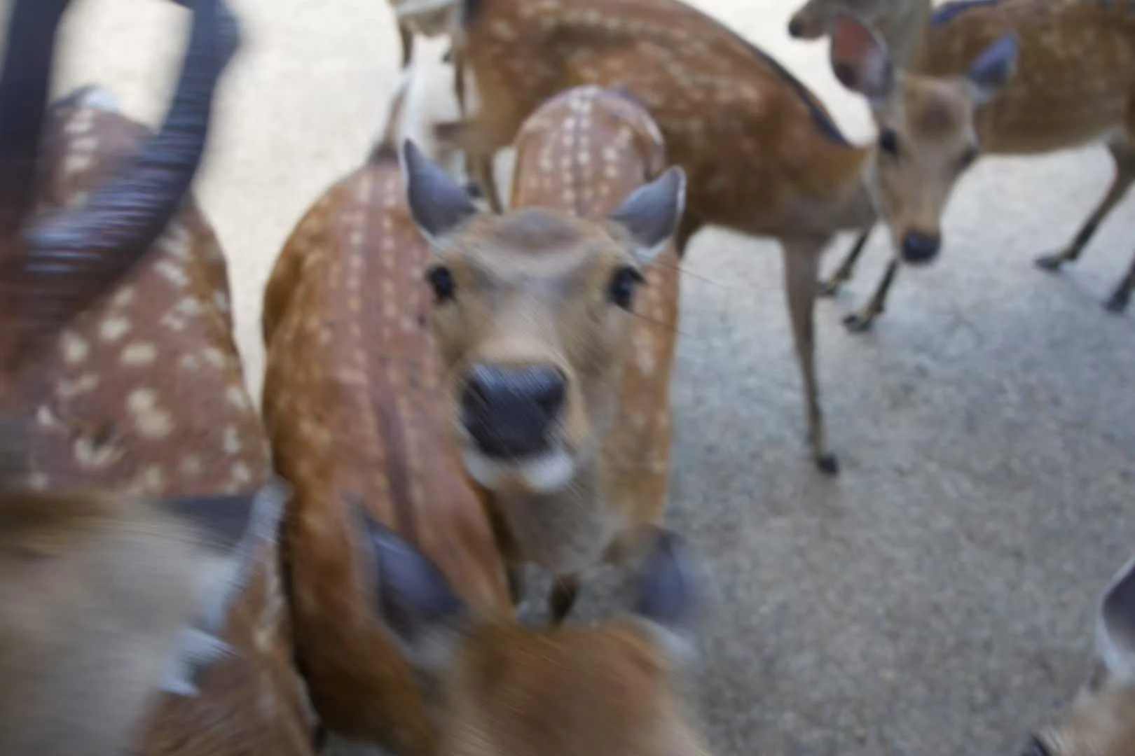 [苦涩][苦涩][苦涩] 这辈子都没被这么多🦌咬过 看...的配图 3